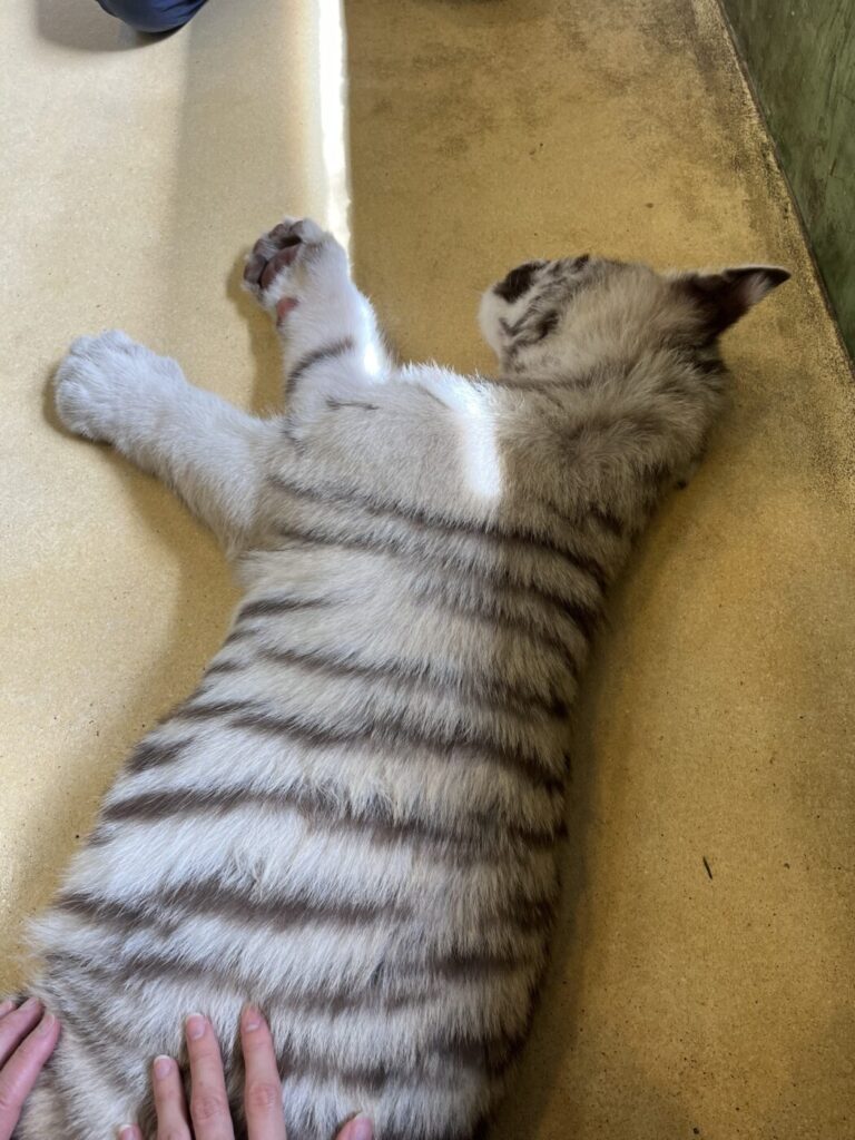 プーケットタイガーキングダムの赤ちゃんトラ