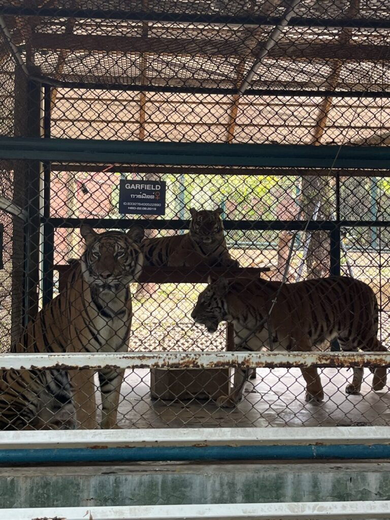 タイガーキングダムの大人のトラ